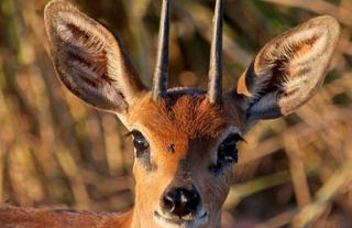 A Steenbok